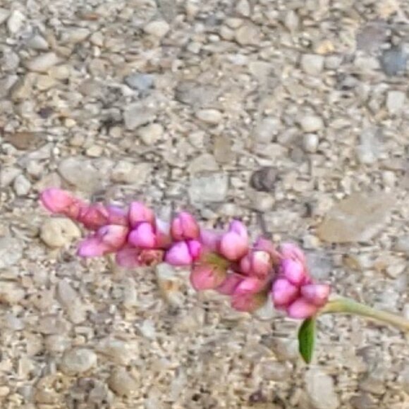 10 Oriental Lady’s Thumbs $6 - Picture 2 of 4